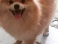 Pomeranian boo