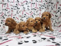 Toy Poodle Yavru Köpekler