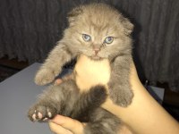 dişi scottish fold