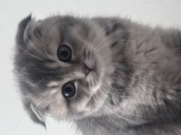 ÖZEL SCOTTİSH KEDİMİZ