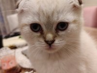 Kırık Kulak Scottish Fold Şekerler