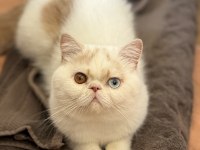 Erkek odd eyes exotic arayarak bilgi alın