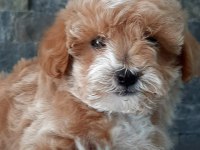 TEA CUP MALTİPOO YAVRULARİ İSTANBUL 