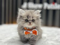 İran chinchilla yavru