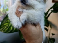Pomeranian Boo Erkek Ve Dişi Yavrularımız