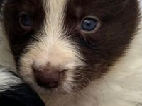 Border collie yavrularımız teslime hazır