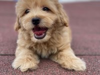 Ev üretimi bebekler maltipoo