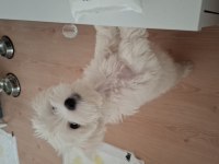 2.5 aylık maltipoo fındık bey