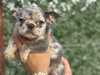 French bulldog bebekler