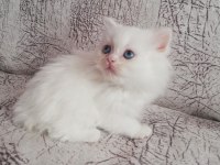 2 Aylık Dişi Yavrum British Longhair