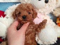 Pafuduk pafuduk poodle yavrular sizleri bekliyor