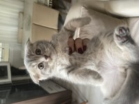 Scottish Fold Silver