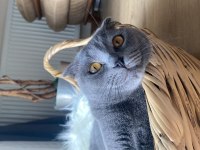 Scottish fold kedimiz sheba için yuva arıyoruz