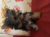 Safkan sıfır numara yorkshire terrier köpekler