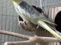 Acil satılık sultan papağanları