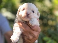 Kar topu bebek köpekler