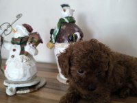 Orjinal Kore kanı taşıyan erkek poodle yavrusu