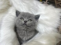Güzel british shorthair yavrular yeni yuvalarını arıyor