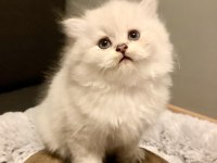 SAFKAN BRİTİSH LONGHAİR GOLDEN