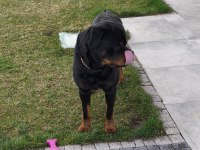 Çiftleştirme ilanı erkek kif şecereli rottweiler
