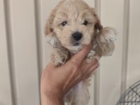 3 Erkek Kardeş Maltipoo