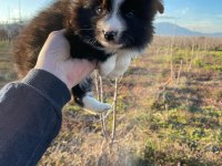 Muhteşem border collie bebekler