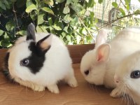 Hollanda lop cüce tavşan