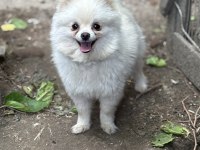 Pomeranian Boo Yavrularımız Teslime Hazır