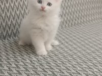 2 aylık british longhair beyaz yavrularımız