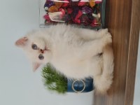 Ny1133 erkek ve dişi 3 aylık british longhair