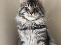 Safkan mavi gözlü maine coon xxl şecereli