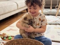 Pomeranian kızım sahibini arıyor uygun