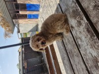 Toy poodle 2 aylık yavrularımız
