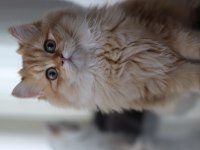 British longhair erkek kedimiz