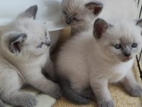 CİNS KEDİ BRİTİSH SHORTHAİR