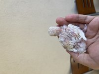 Cremio kırmızı göz el besleme sevda papağanı