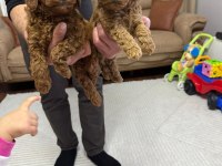Tuvalet eğitimli yavru kore toy poodle