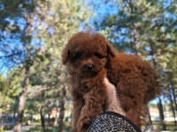 Türkiye'nin en büyük Toy Poodle çiftliğinden