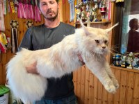 XXXL Maine Coon erkek wcf full