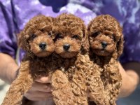 Yasal ruhsatlı çiftlikden minyatür poodle