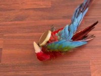Resim kuşu kırmızı mavi macaw mevcut