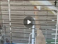 Albino kırmızı göz yavru 3 adet sultan
