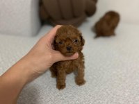 TEACUP ERKEK YAVRU TOY POODLE