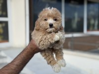 Petmode köpek çiftliğinden ziyarete açık maltipoo