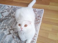 scottish fold beyaz kedimiz