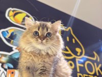 British golden longhair