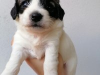 Çok sevimli mınnaklar maltipoo