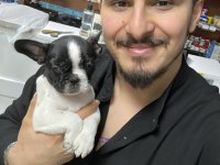 KALİTE FRENCH BULLDOG BEBEKLER