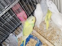 Kırmızı göz muhabbet kuşu