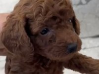 Red brown poodle yavrular